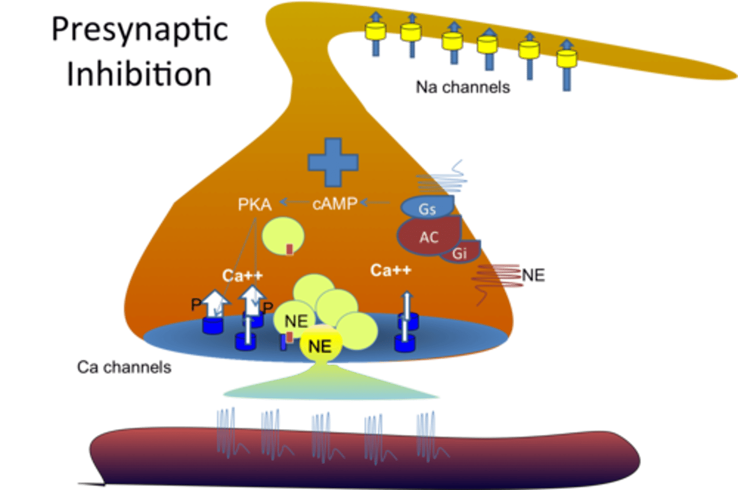 <p>(A) Ca2+</p><p>Calcium voltage channels are present at the axon terminal. Remember, Calcium is a 2+ charge and not 1+.</p>