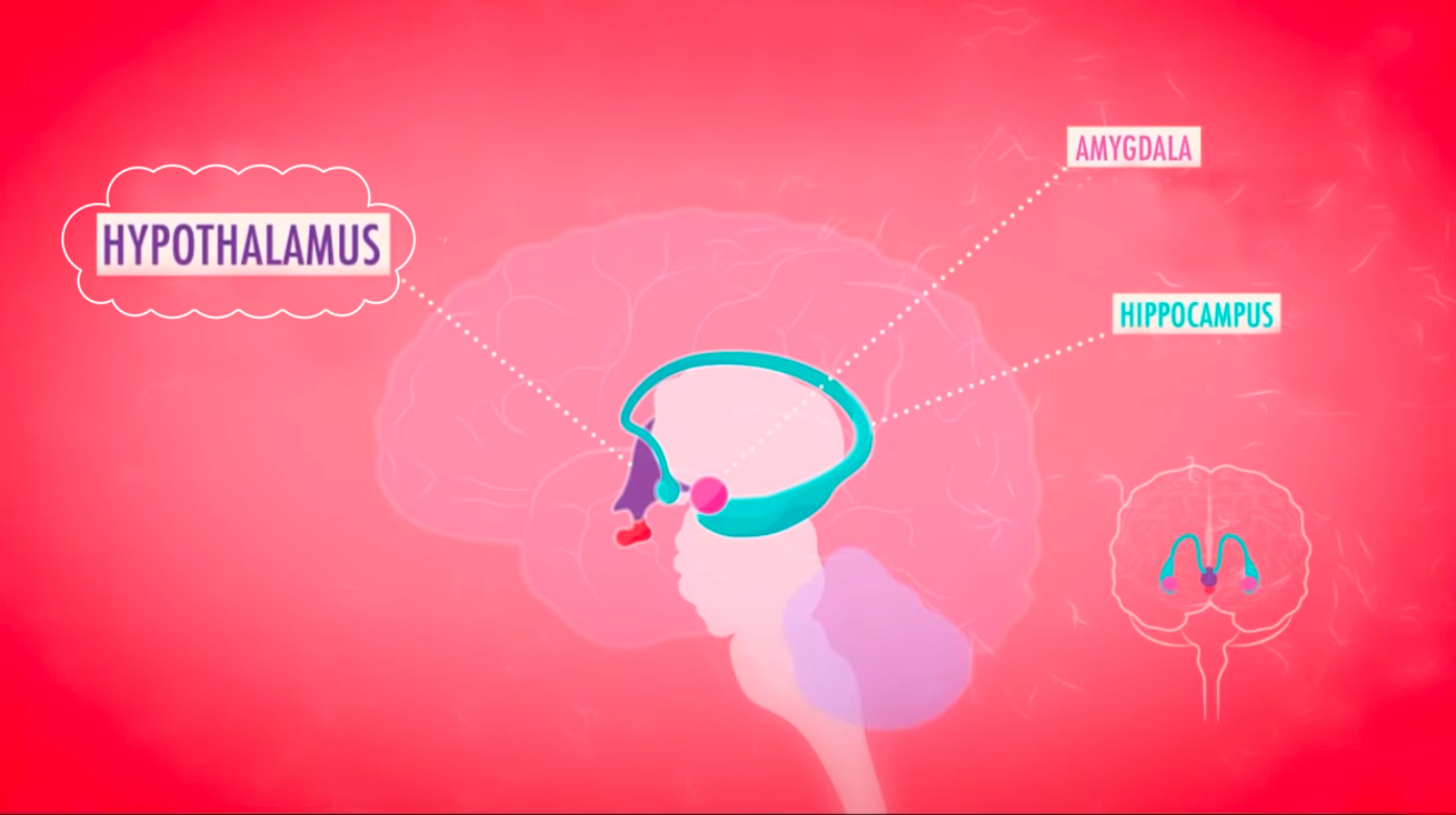 <p>Hypothalamus</p>