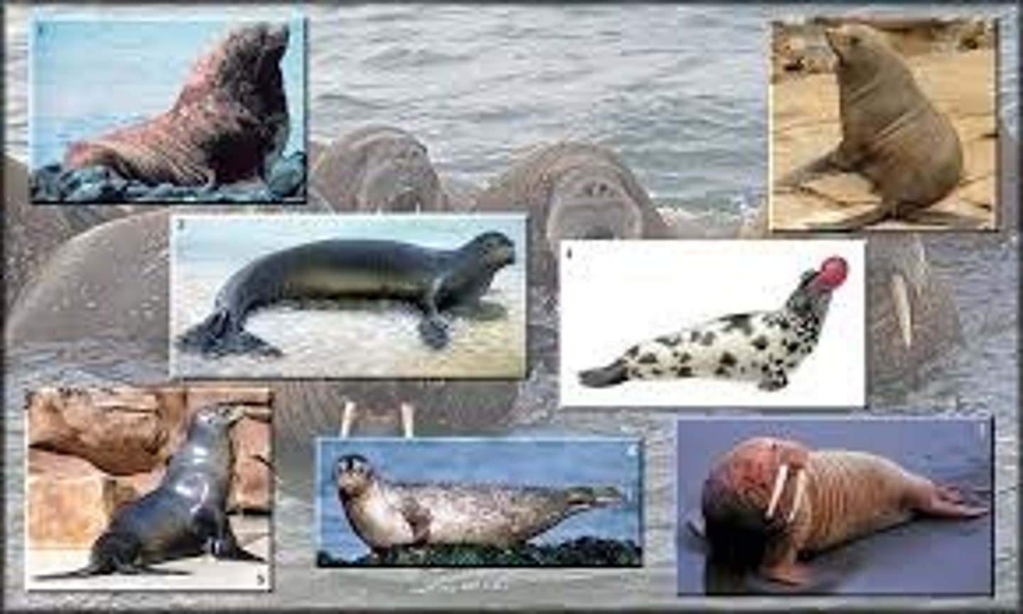 <p>- Seals and sea lions</p><p>- Layer of blubber</p><p>- Slow reproduction; long-lived adults</p><p>- Many are polygamous and territorial on breeding grounds - largest, most aggressive males collect a harem</p><p>- long eyes, optimized to see prey underwater</p><p>- short snout, maintains heat</p>