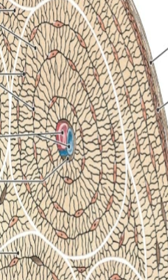 <p>what is this tissue</p>