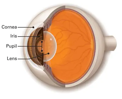 <p>The __ is the transparent front part of the eye that covers the iris and pupil.</p>