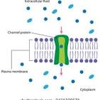 <p>Protein channel</p>