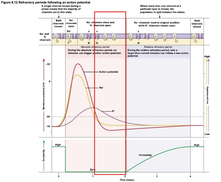 <ul><li><p>Potential delay of 1-2 msec between action potentials independent of intensity of trigger</p></li><li><p>The refractory period always prevents backward conduction</p></li><li><p>Due to Na<sup>+</sup> gases resetting</p></li><li><p>Relative refractory period follows an absolute refractory period </p></li><li><p>Positive charge spreads along adjacent sections of axon by local current flow</p></li><li><p>Local current flow causes a new section of the membrane to depolarize</p></li></ul><p></p>