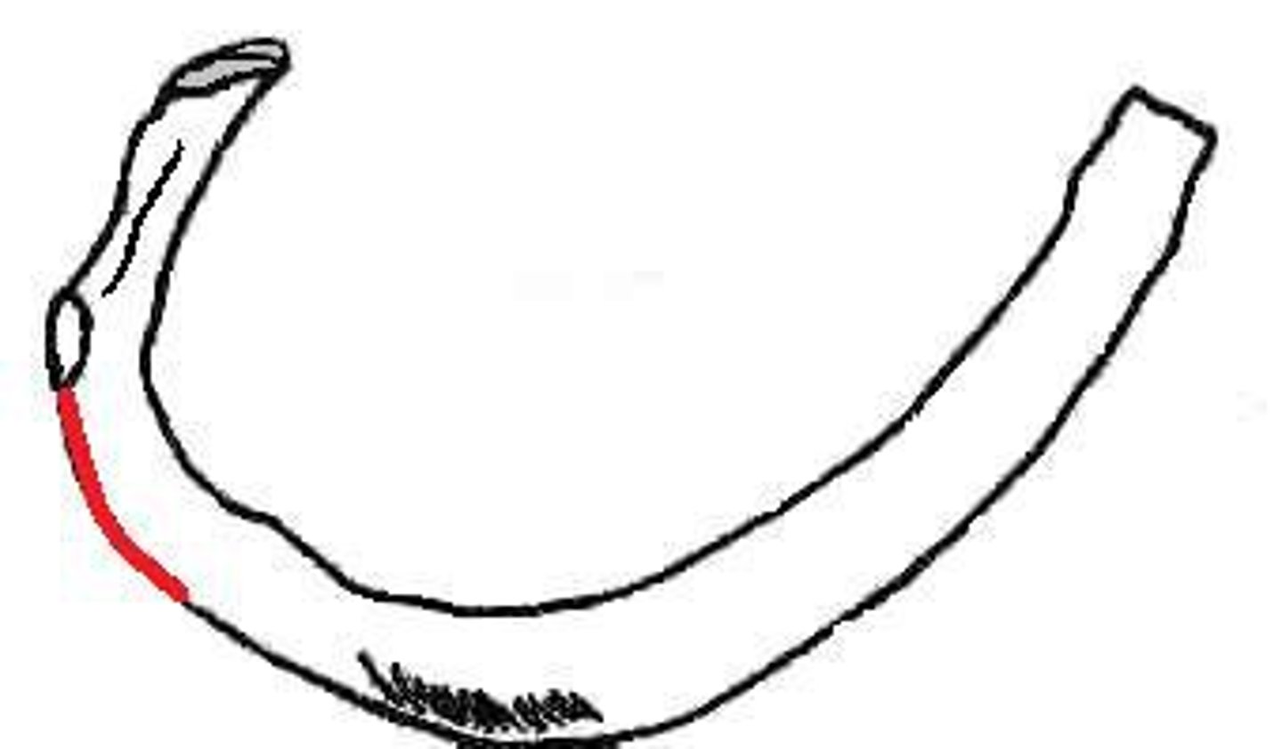 <p>curve of rib</p>