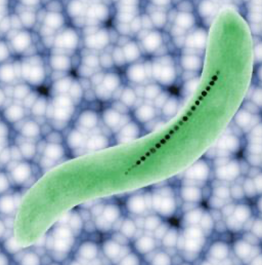 <p>Specialized structures- Magnetosomes: What are they</p>