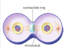 <p>insnoering +  verdeling cytoplasma over dochtercellen</p>