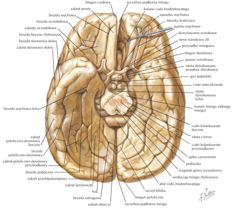 <p>bruzdę węchową / rhinal sulcus (oddziela zakręt wrzecionowaty od językowatego i przyhipokampowego)</p>