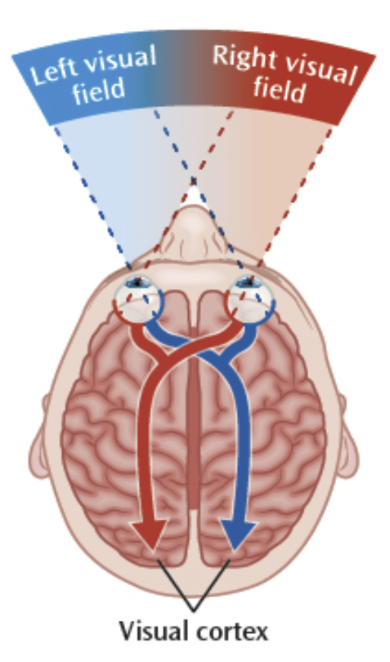 <p>Wiring is both contralateral and ipsalateral (opposite and same-sided).</p><p>Each eye receives light from the LVF and the RVF. The LVF of both eyes is connected to the RH and the RVF of both eyes is connected to the LH. </p><p>This enables the visual areas to compare the slightly different perspective from each eye and aids depth perception.</p>