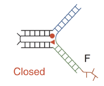 <p>when F binds to the rest of the device, it brings the two double helical domains together; red section of F aka toehold bind to complementary toehold of F’ which forms a F-F’ duplex (waste) and restores the open state</p>
