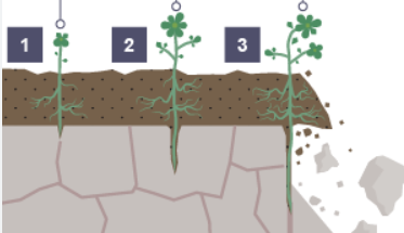 <p>Describe the process of biological weathering at stage 1?</p>