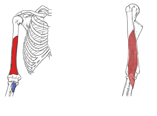 <p>What is the origin for the brachialis?</p>