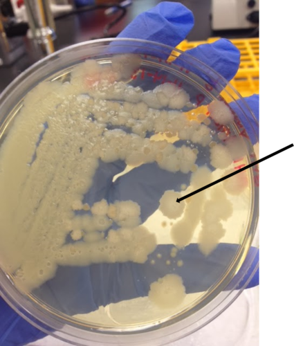 Describe the elevation of this colony