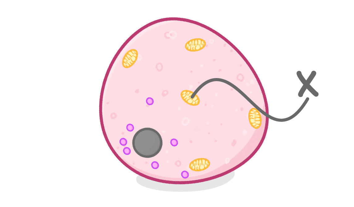 <p>What is the organelle labeled X?</p>