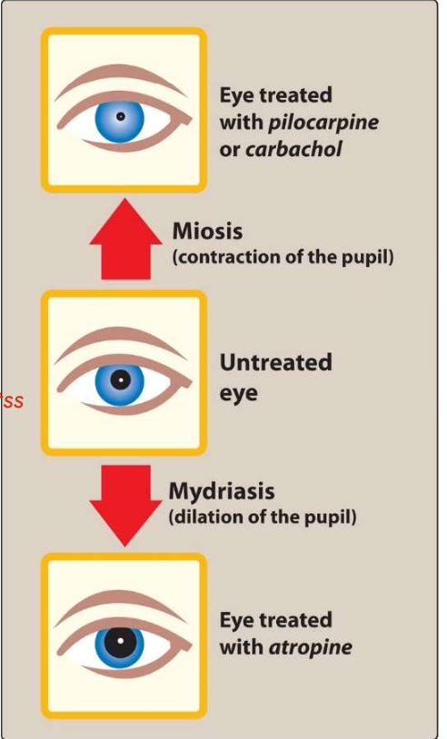 <ul><li><p><span><strong><span>Stable </span></strong><span>to hydrolysis by AChE</span></span></p></li><li><p><span><strong><span>Uncharged</span></strong><span> and can </span><strong><span>penetrate</span></strong><span> the CNS at therapeutic doses</span></span></p></li><li><p><span><span>Exhibits</span><strong><span> muscarinic activity</span></strong><span> and is used primarily in </span><strong><span>ophthalmology</span></strong></span></p></li></ul><p></p>