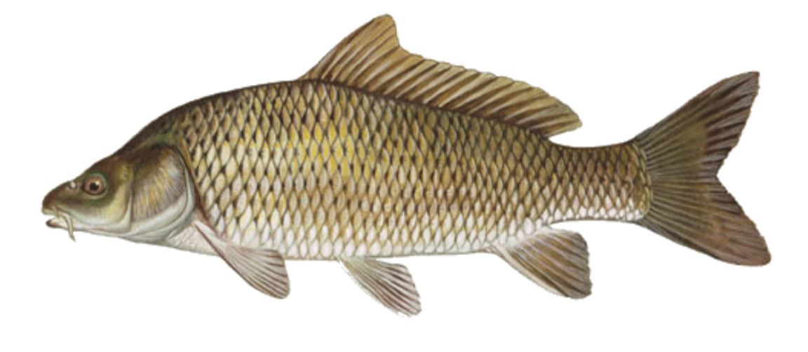 <p>cyprinidae</p>