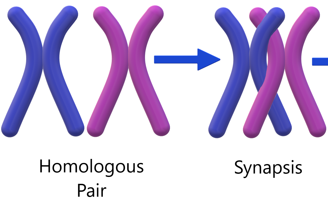<p>- Pairing of homologues</p><p>- Never happens during mitosis</p>