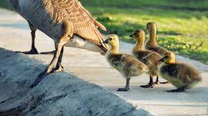 <p>a psychological theory that suggests behaviors are driven by innate instincts or biological urges, influencing motivation and actions. </p>