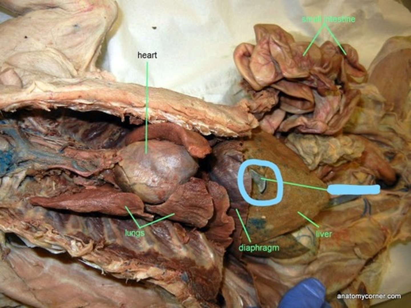 <p>Stores bile for fat digestion.</p>