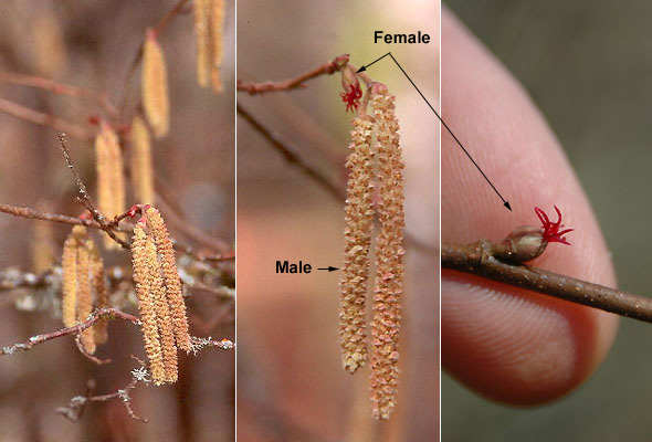 <p>Deciduous shrub, open, spreading, multistemmed, 5-12 ft (1.5-4 m) high.&nbsp;&nbsp;Twigs brown, slender, zigzag; trunk bark gray and smooth.&nbsp;&nbsp;Leaves alternate, simple, 4-10 cm long, ovate to obovate, base cordate, coarsely toothed margin, pubescent below.&nbsp;&nbsp;Male flowers in pendent catkins, grouped on the ends of the previous season's twigs, they are 2.4-5 cm long. &nbsp;&nbsp;The female flowers are small, appear as rounded buds with bright red stigmas.&nbsp;&nbsp;Fruit (nut) covered with a involucre (husk), much longer (beak) than the nut it encloses. Native range from British Columbia, south along the Coast Range and Cascades and finally further south into the Sierra Nevada of California.</p>