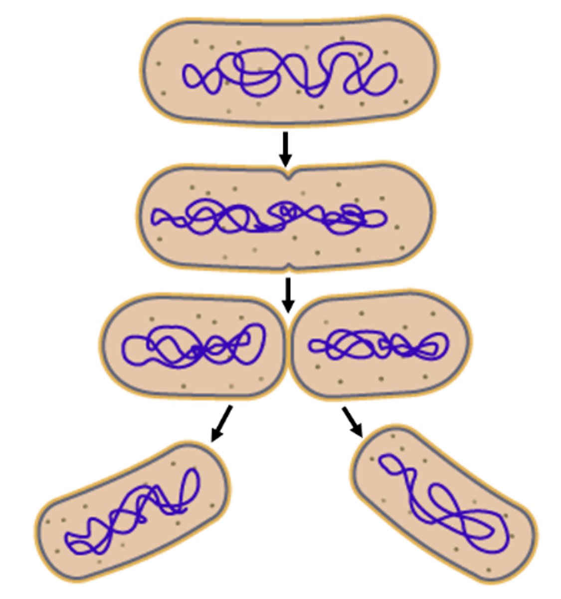 <p>the typical method of bacterial reproduction in which a cell divides into two equal parts</p>