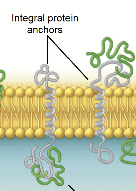 <p><strong>THREE CLASSES OF MEMBRANE PROTEINS</strong></p><p>Membrane proteins associated with the surfaces of the lipid bilayer. (a protein that is found temporarily attached to the cell or mitochondrial membrane).</p><ul><li><p>Support, communication, enzymes, and molecule transfer in the cell</p></li></ul>