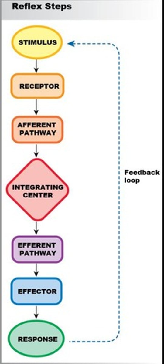 <p>Thermal receptor cells in skin that generate an electrical signal in response to stimuli.</p>