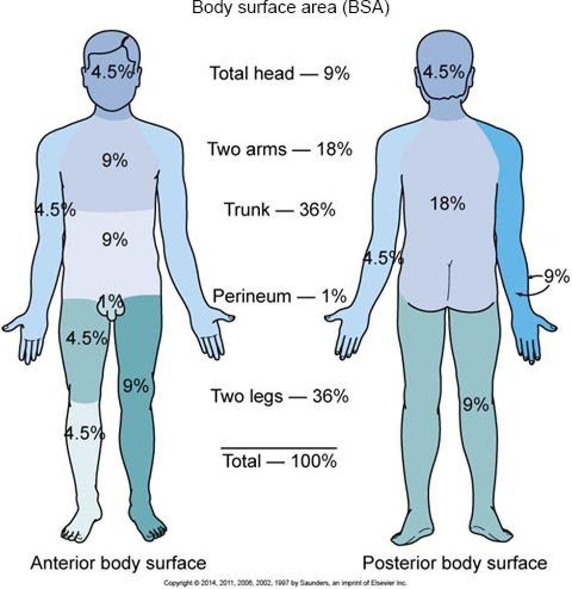 <p>To assess the total body surface area affected by burns.</p>