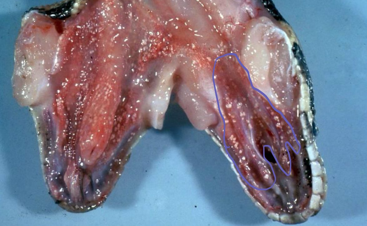 <p>what is being shown in this snake</p>