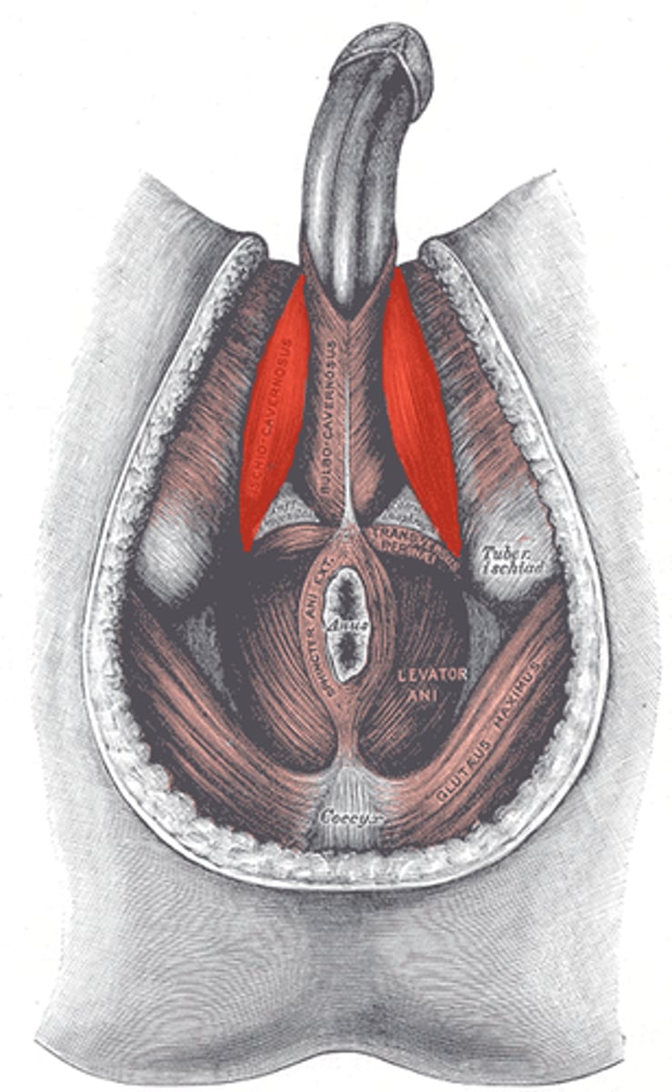<p>What pelvic floor muscle is this (male), and what is its action</p>