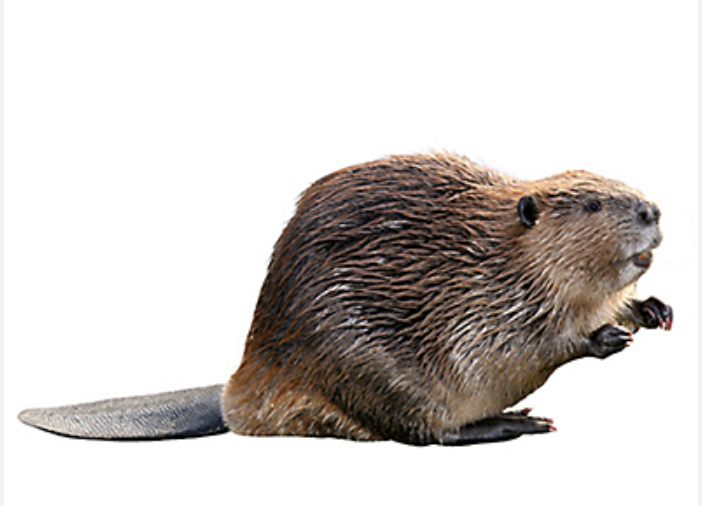 <p>Order: <strong>Rodentia</strong></p><p>Suborder: <strong>Myomorpha</strong></p><p>Family: <strong>Castoridae</strong></p>