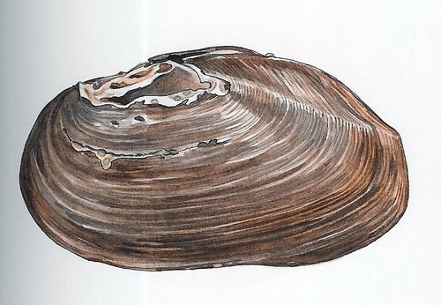 <p>fresh water musscles</p>