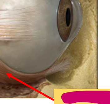 <p>What is this muscle called?</p>