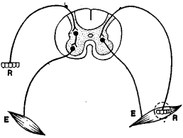 <ul><li><p>Two-neuron arcs (sensory neurons synapsing in spinal cord with <strong>motor neurons</strong> – no interneuron)</p></li></ul><ul><li><p>Three-neuron arcs (sensory neurons synapsing in spinal cord with<strong> interneurons </strong>that synapse with motor neurons).</p></li></ul><p></p>