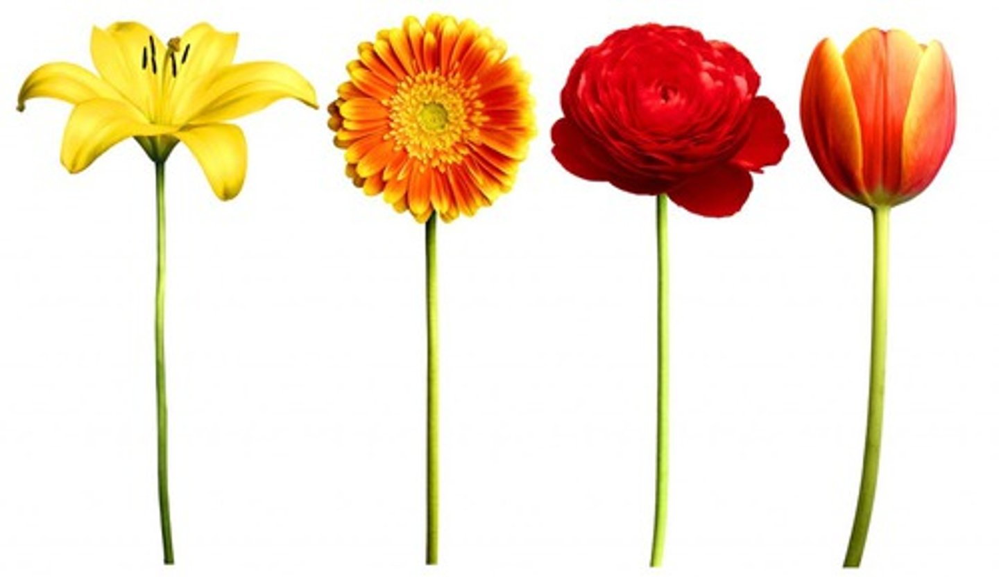 <p>the reproductive structure found in flowering plants</p>