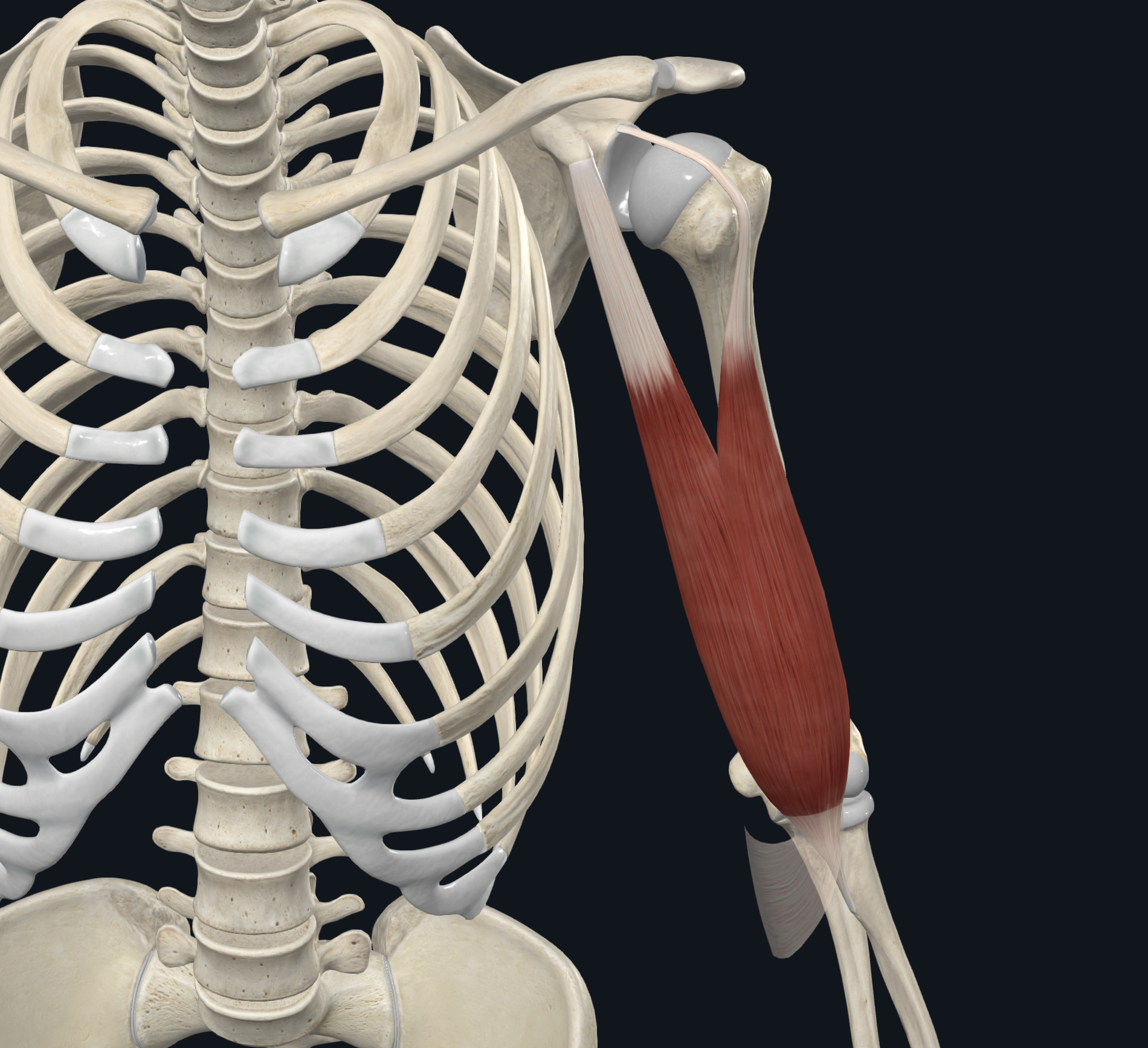 <p>what is the proximal attachment of the biceps brachii?</p>