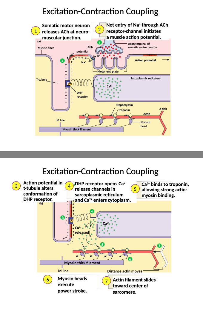 <p>1) somatic motor neuron releases ACh at neuro-muscular junction</p><p>2) net entry of Na+ through ACh receptor-channel initiates a muscle action potential</p><p>3) action potential in T-tubule alters conformation of DHP receptor</p><p>4) DHP receptor opens Ca2+ release channels in the sarcoplasmic reticulum and Ca2+ enters the cytoplasm</p><p>5) Ca2+ binds to troponin C allowing strong actin-myosin binding</p><p>6) myosin heads execute power stroke</p><p>7) actin filament slides toward centre of sarcomere</p>