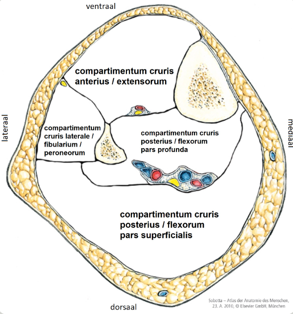 <p>4:</p><ul><li><p>compartimentum cruris anterieu / extensorum</p></li><li><p>compartimentum cruris laterale / fibularium / peroneum</p></li><li><p>compartimentum cruris posterius / flexorum pars superficialis / gastrocnemicalis / tricipitalis</p></li><li><p>compartimentum cruris posteriur / flexorum pars profunda / solealis </p></li></ul><p></p>