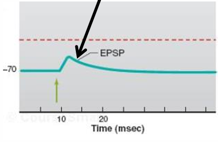 <p>depolarization </p>