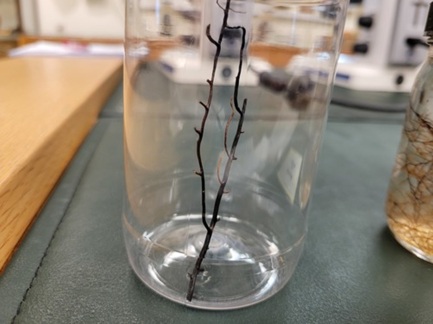 <p>Identify Taxonomy</p>