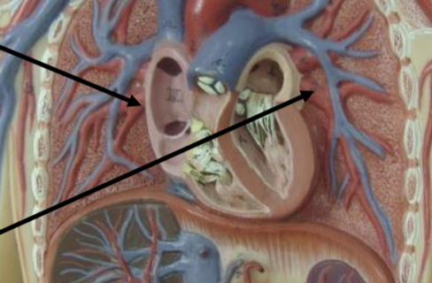 <p>Carry oxygenated blood to heart (vein that acts like artery)</p>