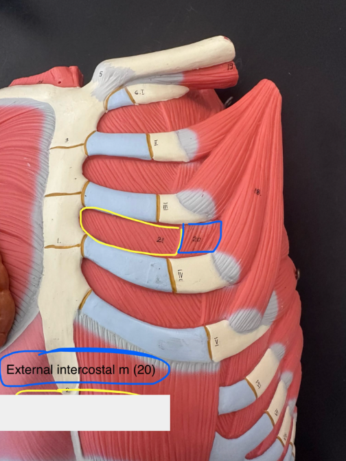 <p>External intercostals muscle. This muscle pulls ribs toward one another to elevate the rib cage.</p>