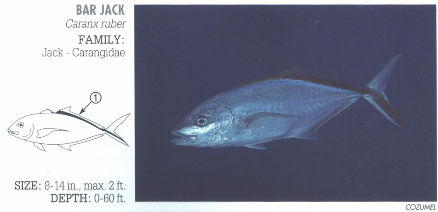 <p><span>1. Bright blue-and-black border on back runs along dorsal fin and onto lower tail fin.</span></p>