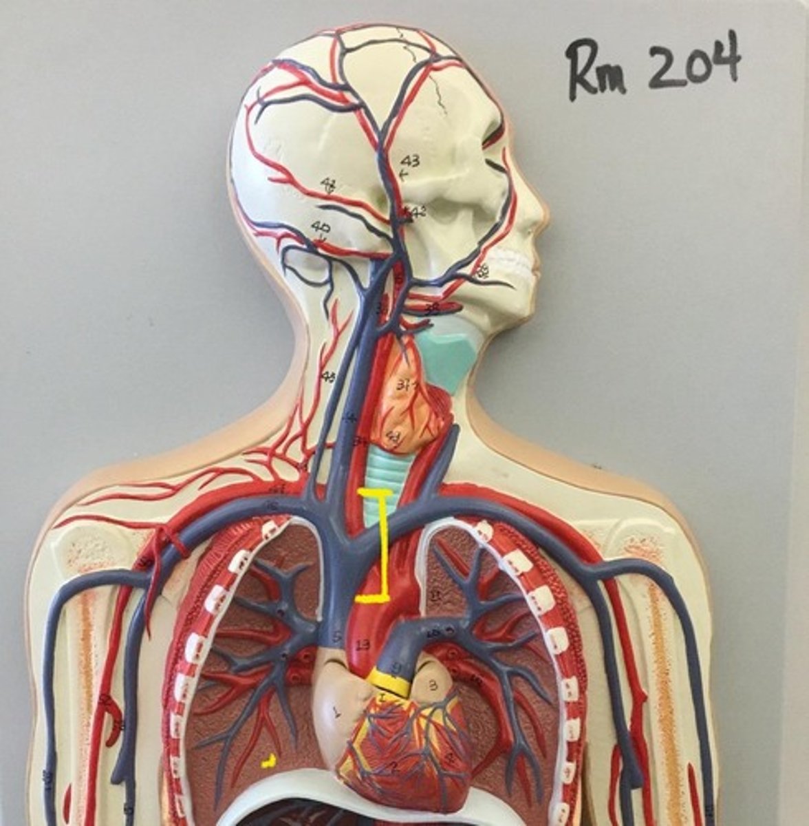knowt flashcard image