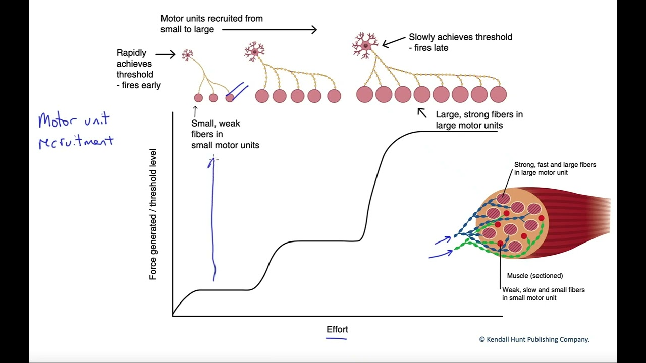 <p>What’s the recruitment order for muscle fibers during asynchronous recruitment? (3)</p>