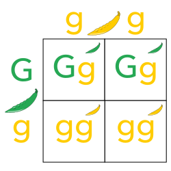 <p>a diagram used to predict genetic crosses</p>