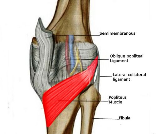 <p>Small diagonal muscle behind knee unlocking the joint (flexion + rotation). (N. tibialis). 🔎 Short red triangle in popliteal fossa. 💡 "Pop = unlock."</p>