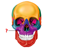 Identify this bone