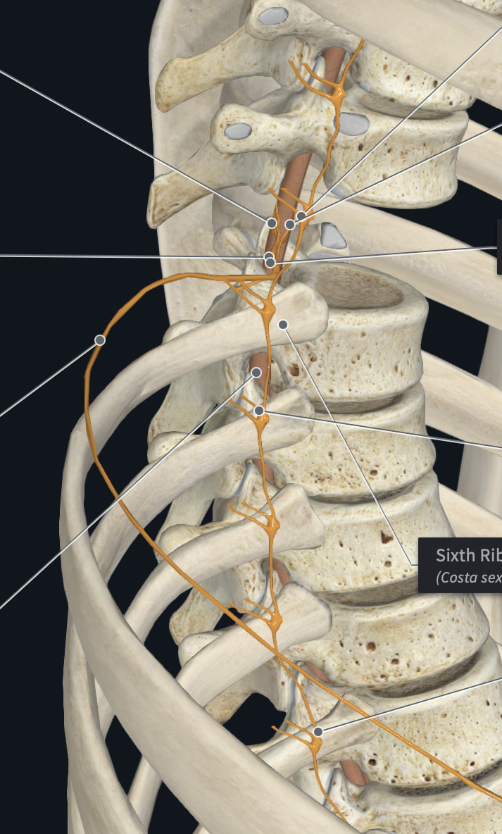 <p>Which Plexus/Nerves are formed by T1-T12 SNs?</p>