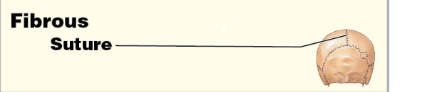 
1. Suture
2. Synarthrosis 