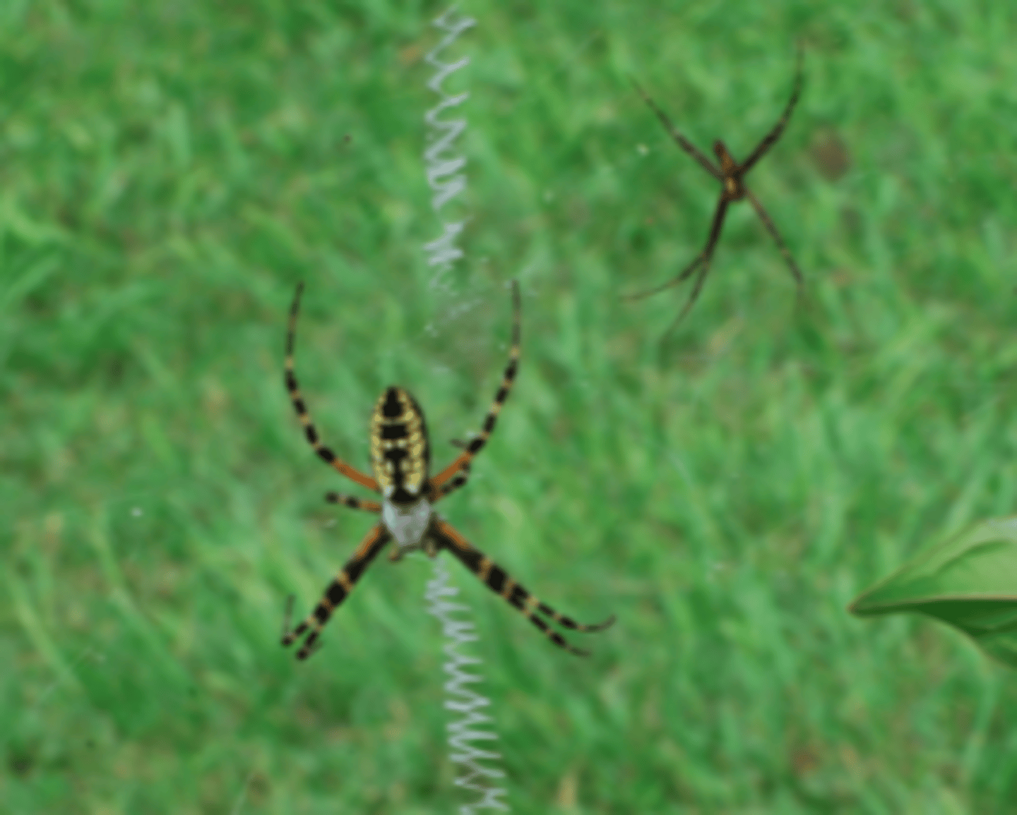 <p>wielwebspin</p>